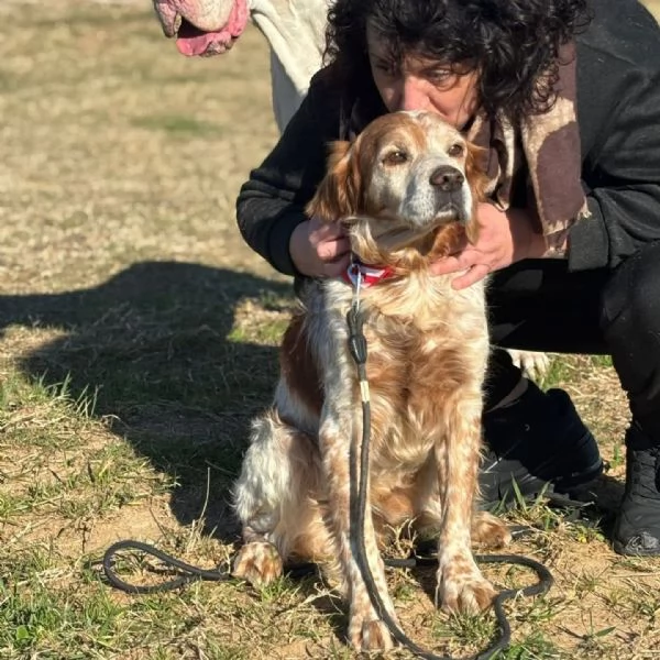 JACK - breton puro cerca adozione | Foto 3