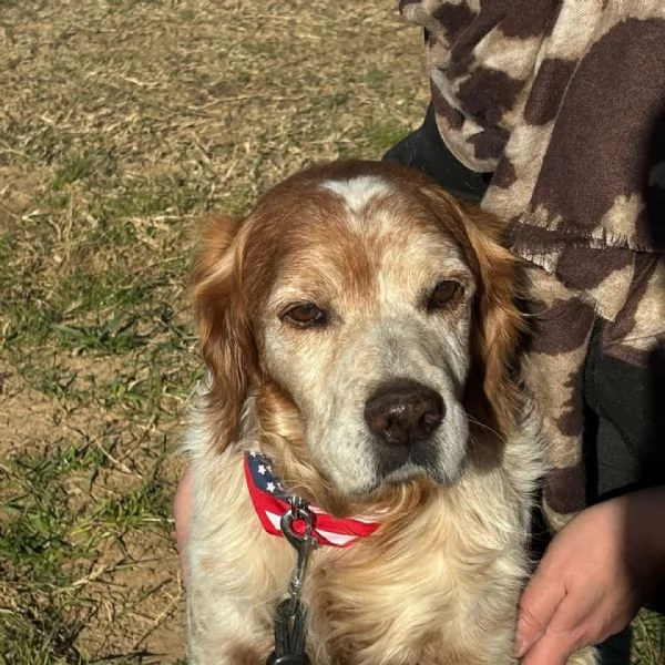 JACK - breton puro cerca adozione | Foto 2