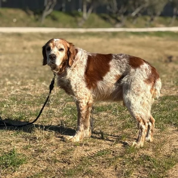 JACK - breton puro cerca adozione | Foto 1