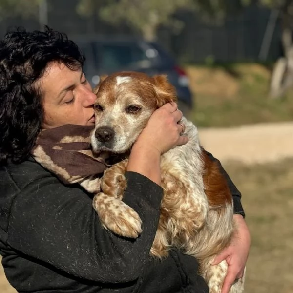 JACK - breton puro cerca adozione | Foto 0