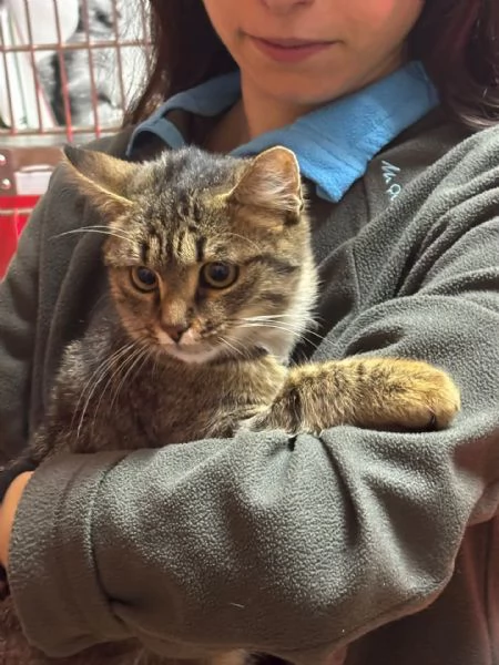 GREY dolce gattino 5 mesi cerca casa  - adozione del cuore | Foto 1