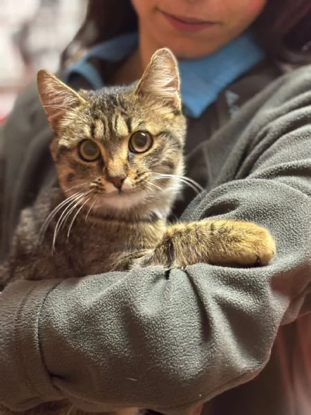 GREY dolce gattino 5 mesi cerca casa  - adozione del cuore | Foto 0