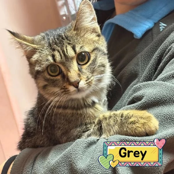 GREY dolce gattino 5 mesi cerca casa  - adozione del cuore