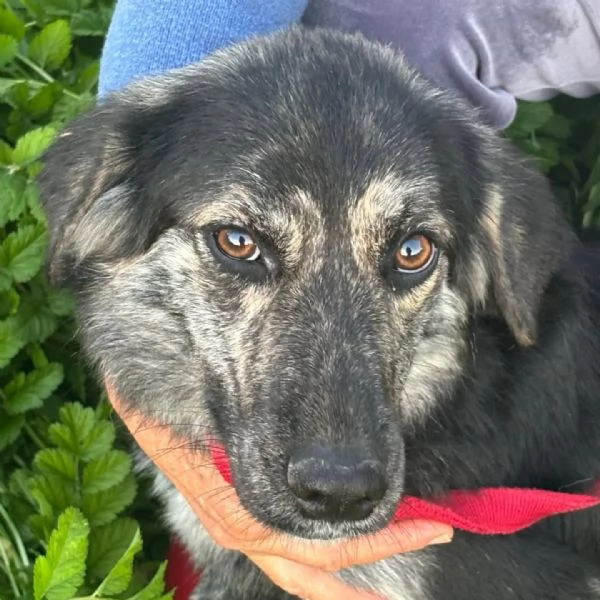 FREYA dolcissima cagnolina mamma border collie cerca casa  | Foto 3