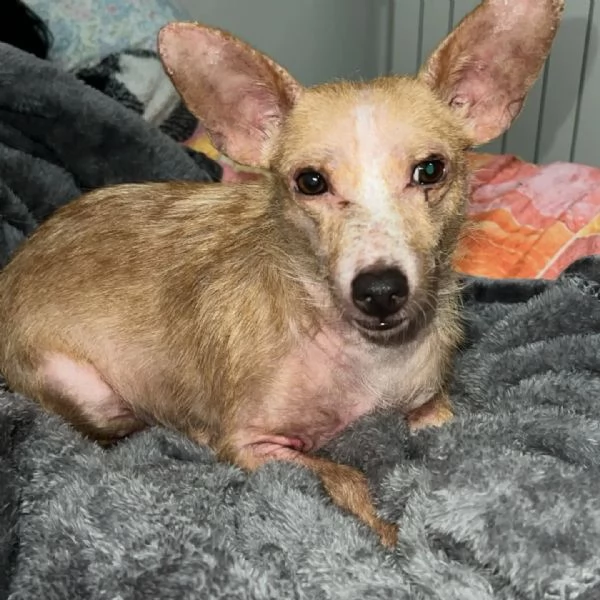 AGATA super adozione del cuore -  5kg di dolcezza e tenerezza | Foto 2