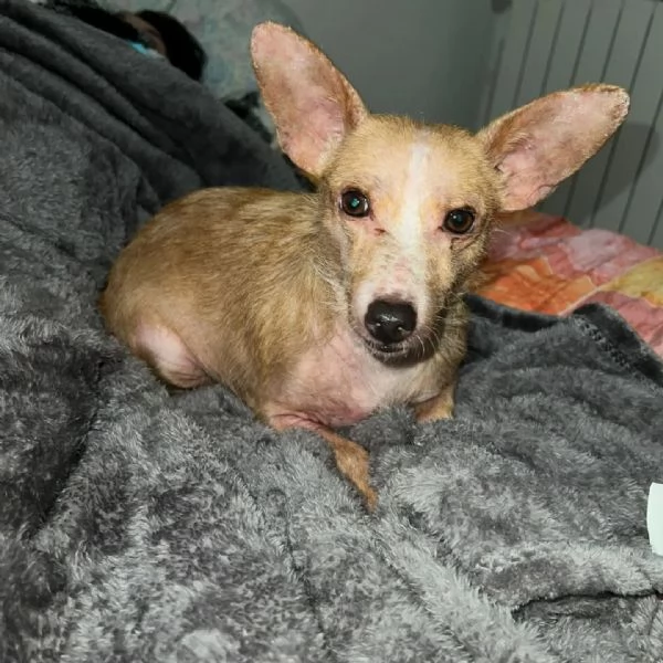 AGATA super adozione del cuore -  5kg di dolcezza e tenerezza | Foto 1