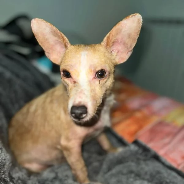 AGATA super adozione del cuore -  5kg di dolcezza e tenerezza | Foto 0