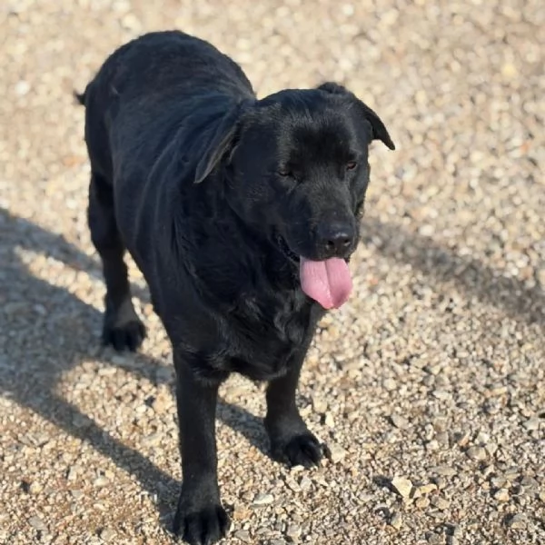 DORIAN labrador 3 anni e mezzo cerca casa - in adozione | Foto 1