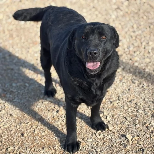 DORIAN labrador 3 anni e mezzo cerca casa - in adozione | Foto 0