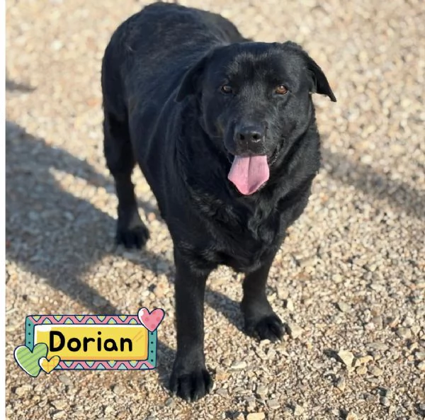 DORIAN labrador 3 anni e mezzo cerca casa - in adozione