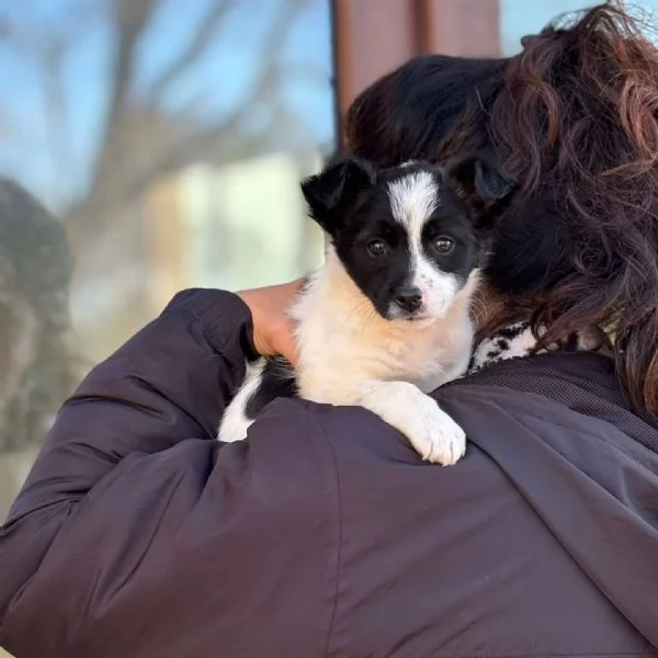 TACO dolce cucciolo 2 mesi cerca casa - in adozione cucciolo taglia mini | Foto 2