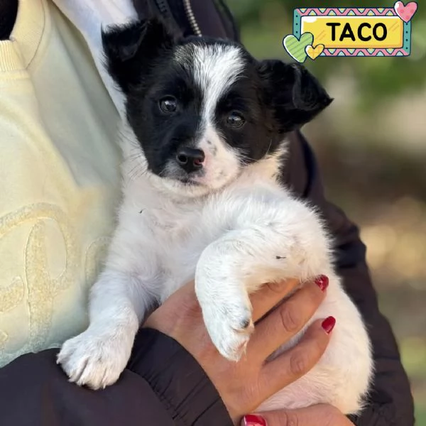 TACO dolce cucciolo 2 mesi cerca casa - in adozione cucciolo taglia mini