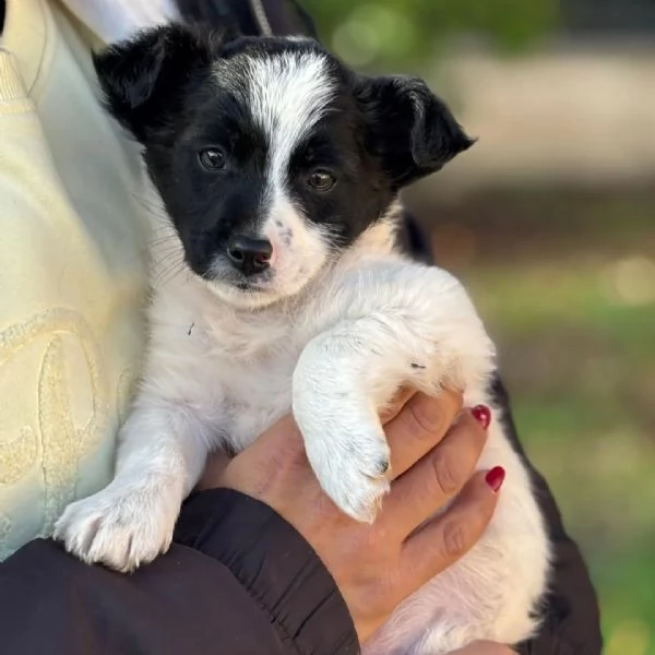 TACO dolce cucciolo 2 mesi cerca casa - in adozione cucciolo taglia mini | Foto 0