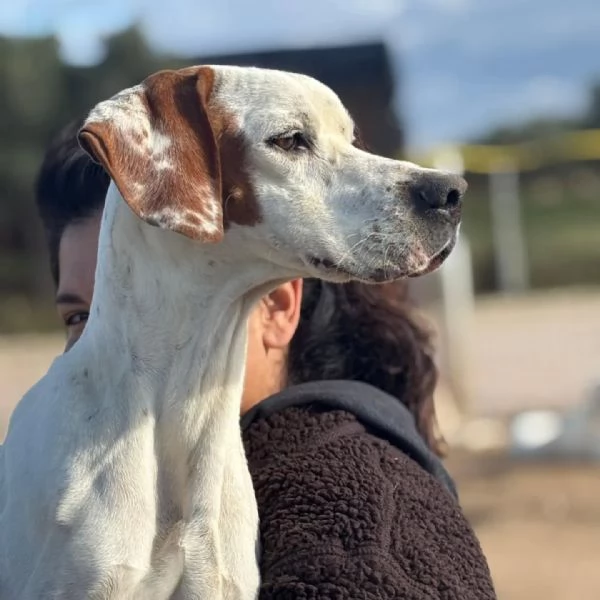 Marmellata dolce pointer 2 anni cerca casa - in adozione  | Foto 4