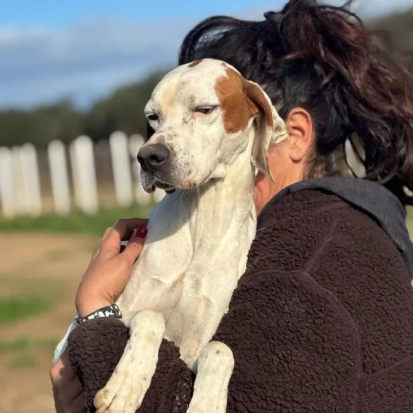 Marmellata dolce pointer 2 anni cerca casa - in adozione  | Foto 3