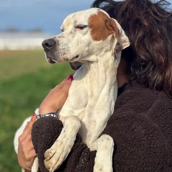 Marmellata dolce pointer 2 anni cerca casa - in adozione  | Foto 2