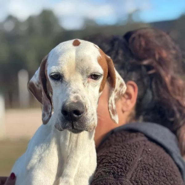 Marmellata dolce pointer 2 anni cerca casa - in adozione  | Foto 1