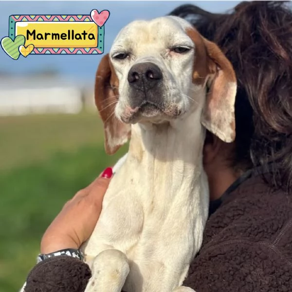 Marmellata dolce pointer 2 anni cerca casa - in adozione 