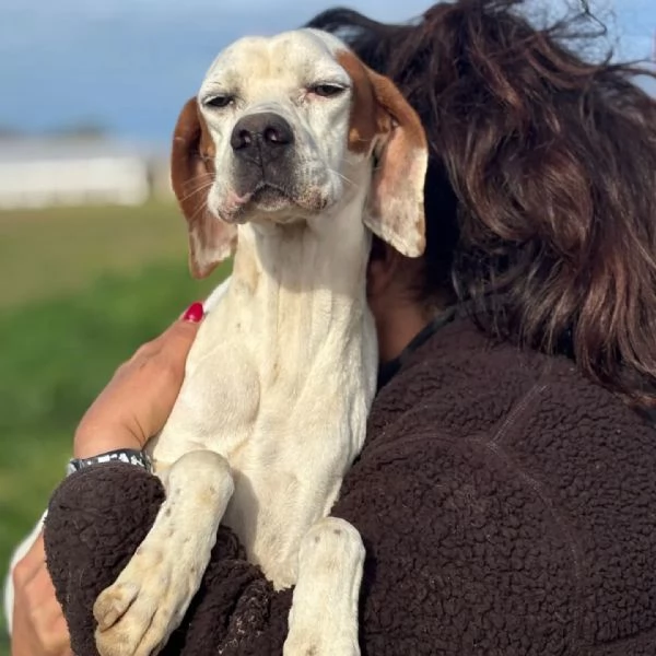 Marmellata dolce pointer 2 anni cerca casa - in adozione  | Foto 0