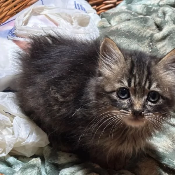 LEO dolce micino 60 giorni cerca casa - in adozione  | Foto 1