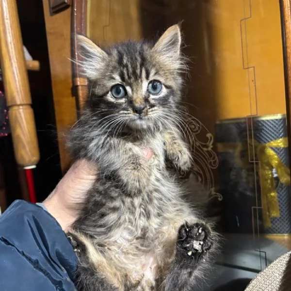 LEO dolce micino 60 giorni cerca casa - in adozione  | Foto 0