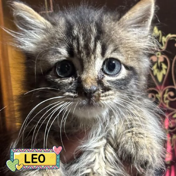 LEO dolce micino 60 giorni cerca casa - in adozione 
