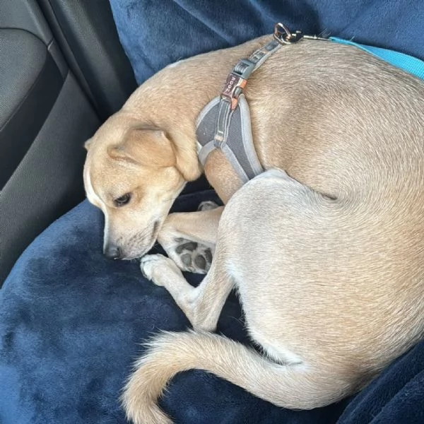 Tequila dolce cagnolino taglia piccola cerca casa - 15 mesi 10 kg | Foto 2