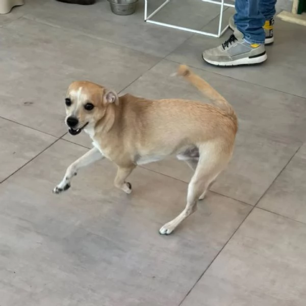 Tequila dolce cagnolino taglia piccola cerca casa - 15 mesi 10 kg | Foto 0