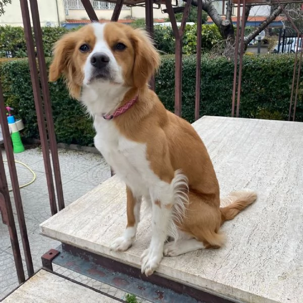 ARIEL 1 anno mix breton cerca casa - in adozione Latina (Lazio)