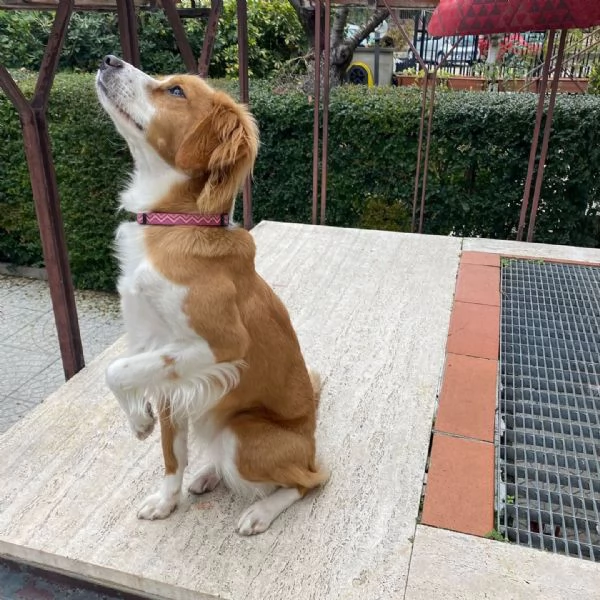 ARIEL 1 anno mix breton cerca casa - in adozione Latina (Lazio) | Foto 3