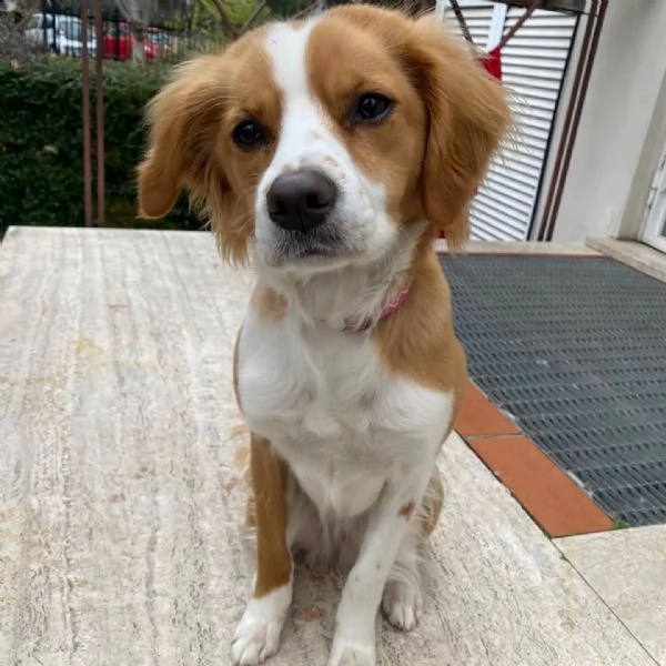 ARIEL 1 anno mix breton cerca casa - in adozione Latina (Lazio) | Foto 2