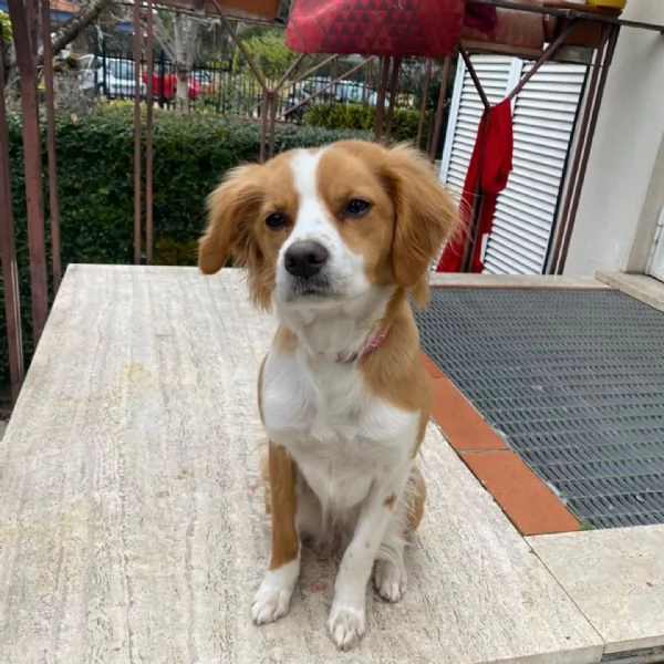 ARIEL 1 anno mix breton cerca casa - in adozione Latina (Lazio) | Foto 1