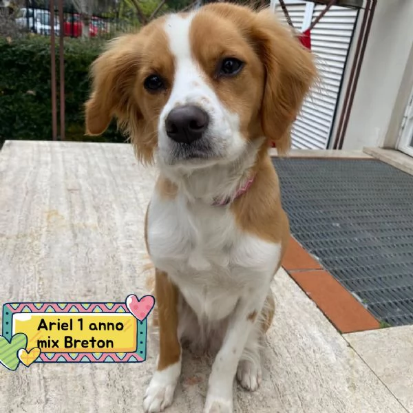 ARIEL 1 anno mix breton cerca casa - in adozione Latina (Lazio) | Foto 0