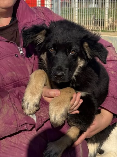 Alex cucciolo 4 mesi mix border collie cerca casa  | Foto 2