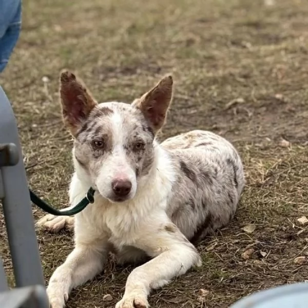 Severino border collie smooth 11 mesi cerca casa - in adozione  | Foto 1
