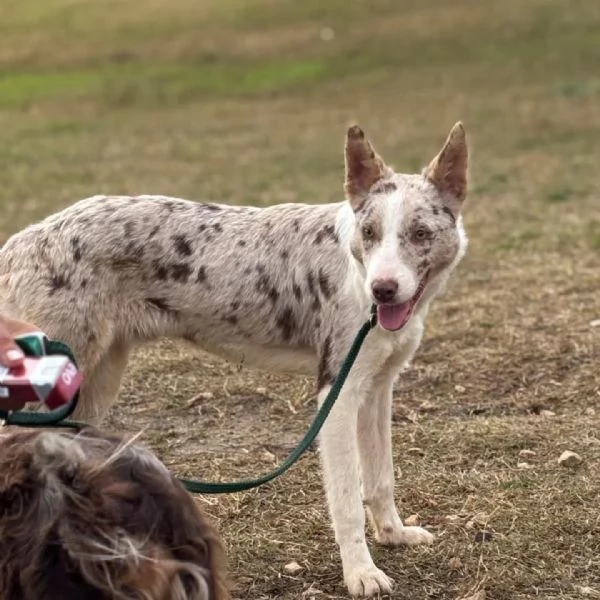 Severino border collie smooth 11 mesi cerca casa - in adozione  | Foto 0