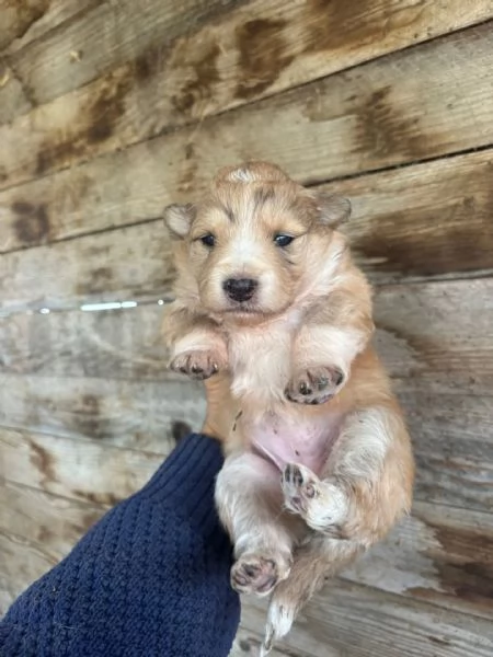 CLARISSA dolce cucciola futura taglia media cerca casa - in adozione | Foto 3