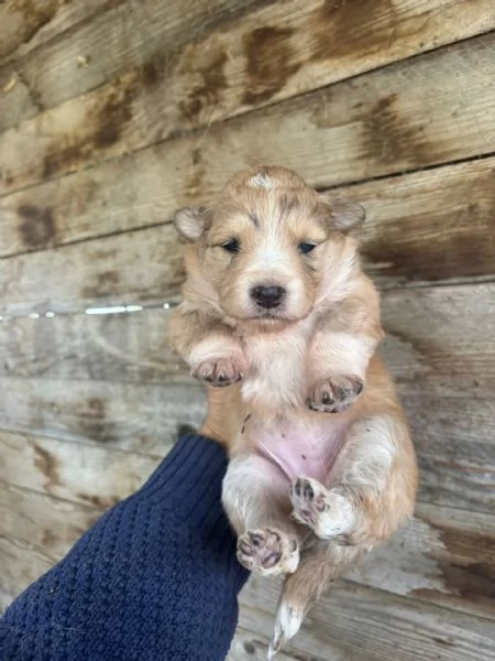 CLARISSA dolce cucciola futura taglia media cerca casa - in adozione | Foto 2