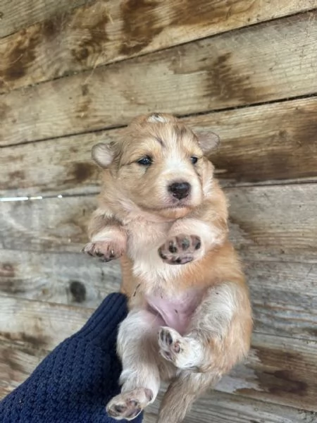 CLARISSA dolce cucciola futura taglia media cerca casa - in adozione | Foto 1