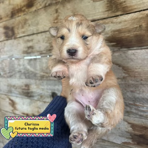 CLARISSA dolce cucciola futura taglia media cerca casa - in adozione
