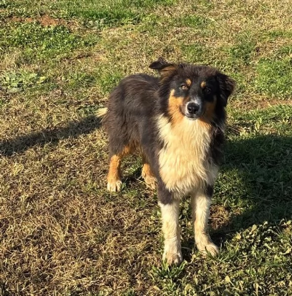 GINA dolce cucciola 6 mesi australian sheperd in adozione  | Foto 2
