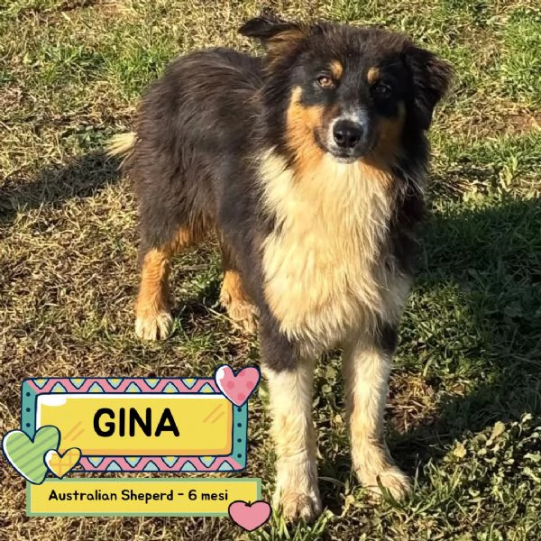 GINA dolce cucciola 6 mesi australian sheperd in adozione 