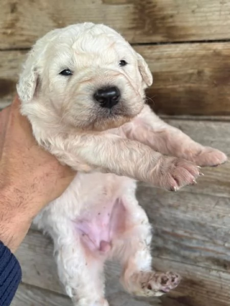 KETTY dolce cucciola taglia media cerca casa - in adozione  | Foto 2