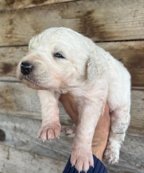 KETTY dolce cucciola taglia media cerca casa - in adozione  | Foto 1