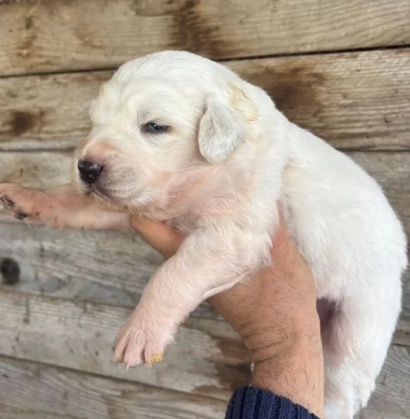 KETTY dolce cucciola taglia media cerca casa - in adozione  | Foto 0