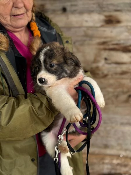 CESARE dolce cucciolo futura taglia media cerca casa - in adozione | Foto 2
