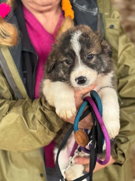 CESARE dolce cucciolo futura taglia media cerca casa - in adozione | Foto 1