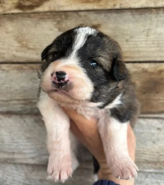 CESARE dolce cucciolo futura taglia media cerca casa - in adozione | Foto 2
