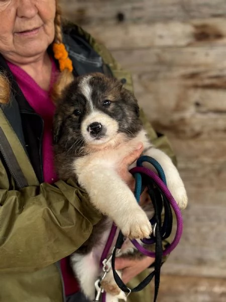 CESARE dolce cucciolo futura taglia media cerca casa - in adozione | Foto 0