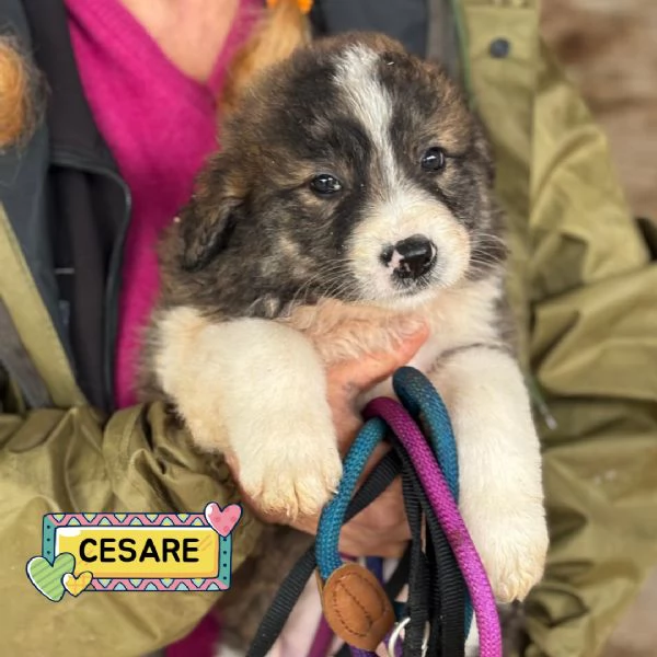 CESARE dolce cucciolo futura taglia media cerca casa - in adozione
